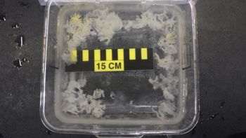 Media type: image;   Invertebrate Zoology 153111 Description: live specimen;